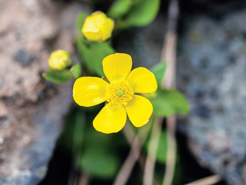 A close-up of a yellow buttercup flower.