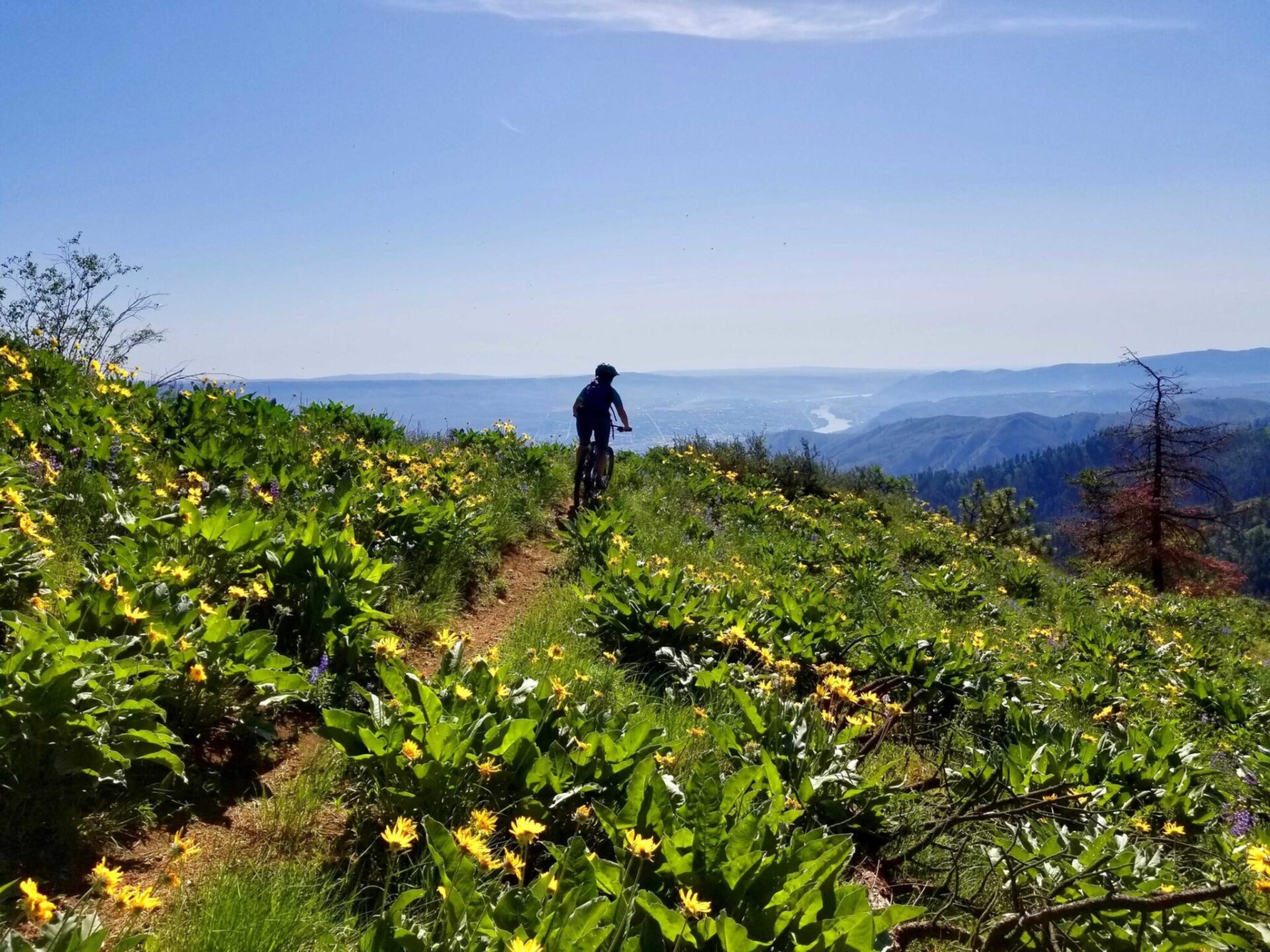 Person biking on a mountain trail.