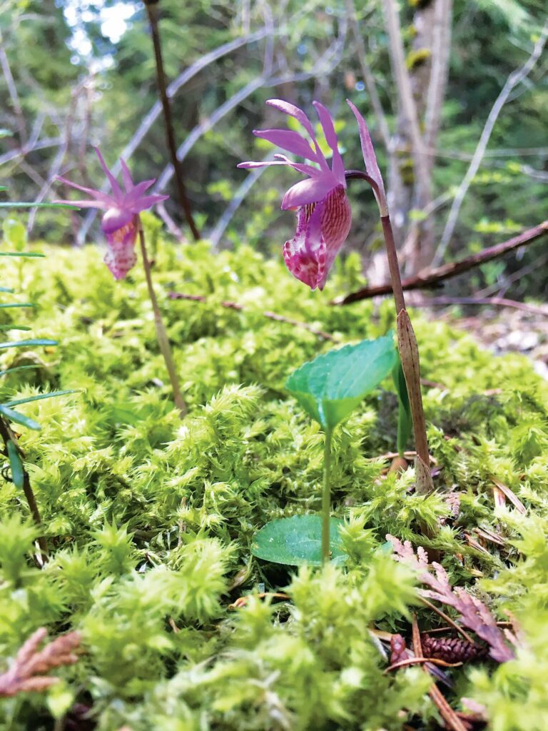 A closeup of a purple and pink orchid growing amongst moss.