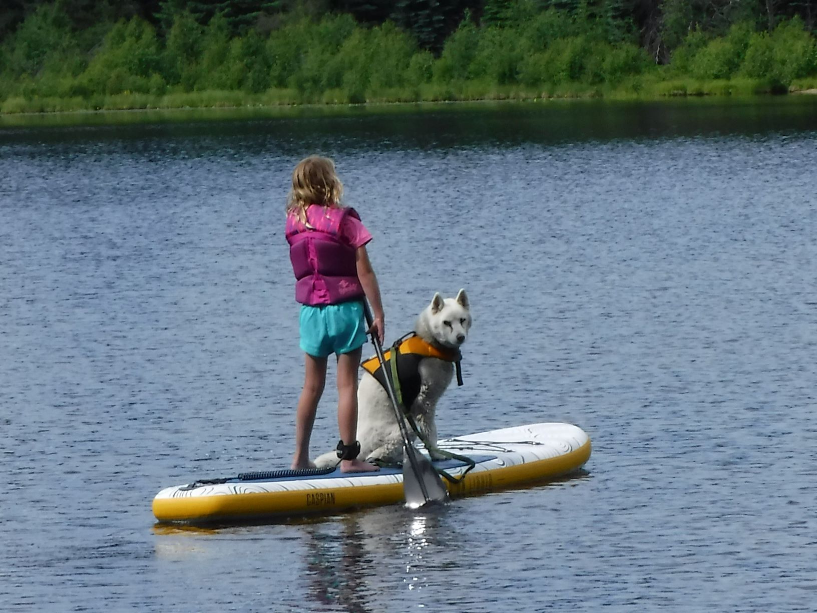A little girl paddle-boarding with her dog on a lake.