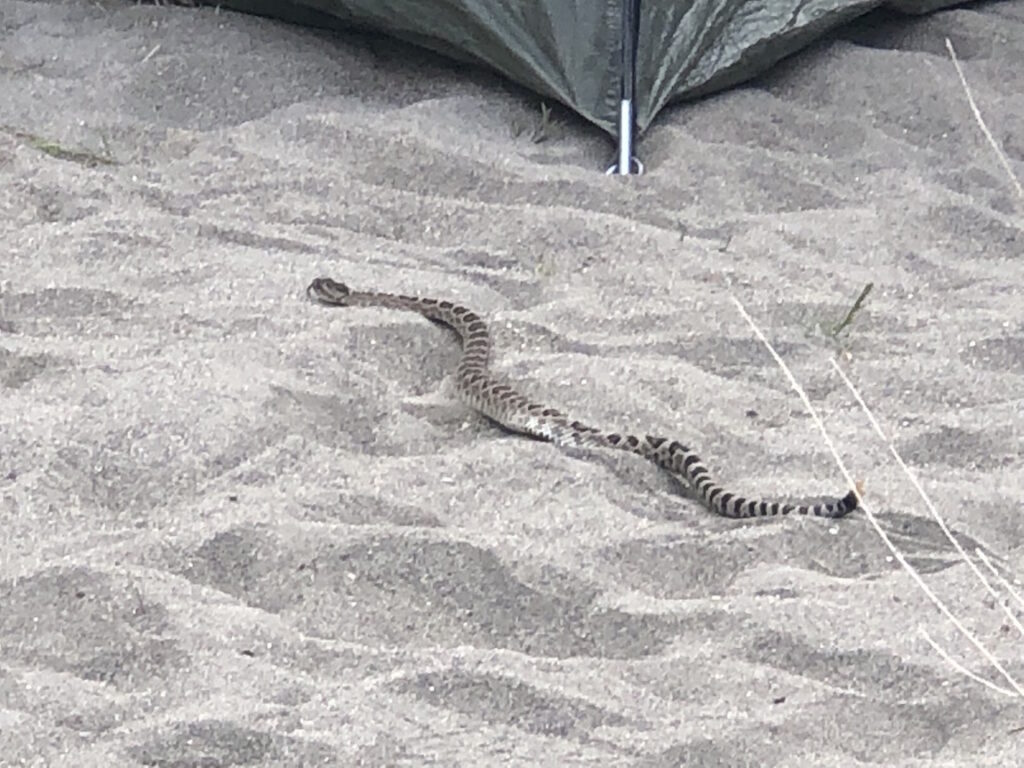 Snake slithering on the sand through the boaters' campsite.