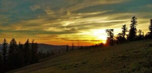 Sunset on a forested hillside.