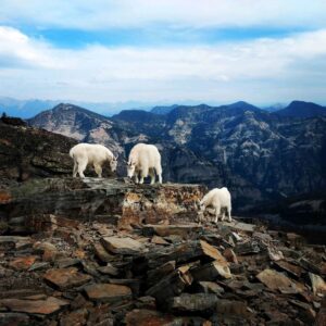 Three mountain goats looking for vegetation to eat.