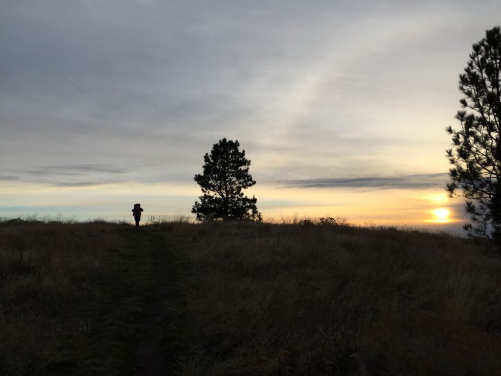 A person hiking through a field with two pine trees.