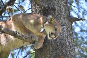 A cougar in a tree with a radio collar.
