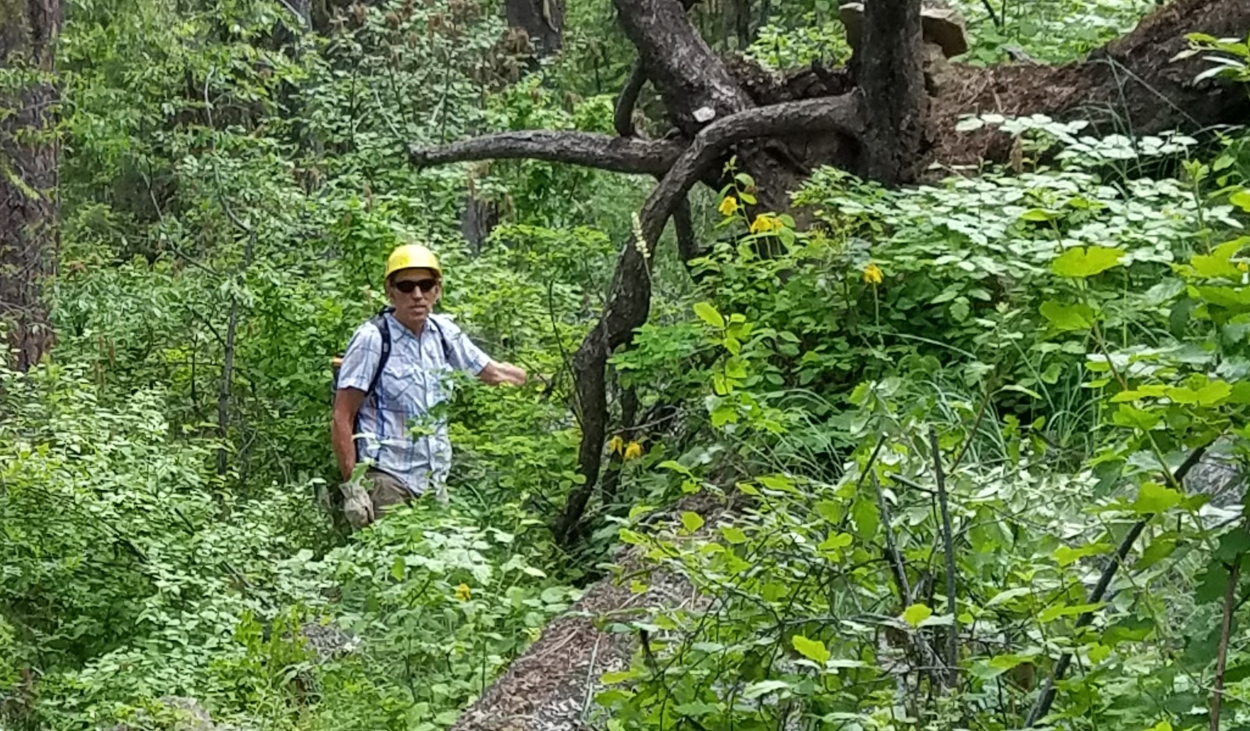 A man with a yellow helmet in the forest.