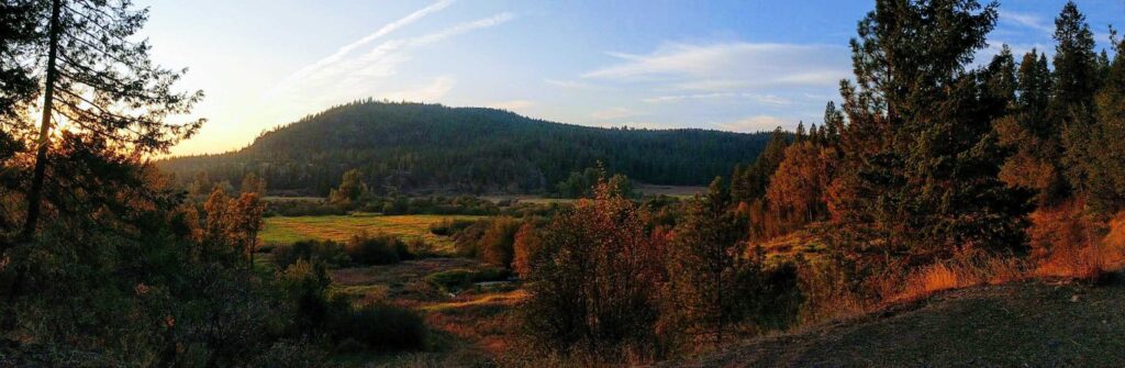 Forested area during the fall with a mountain in the background.