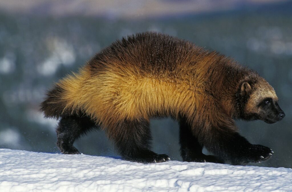 A wolverine animal walking through the snow.