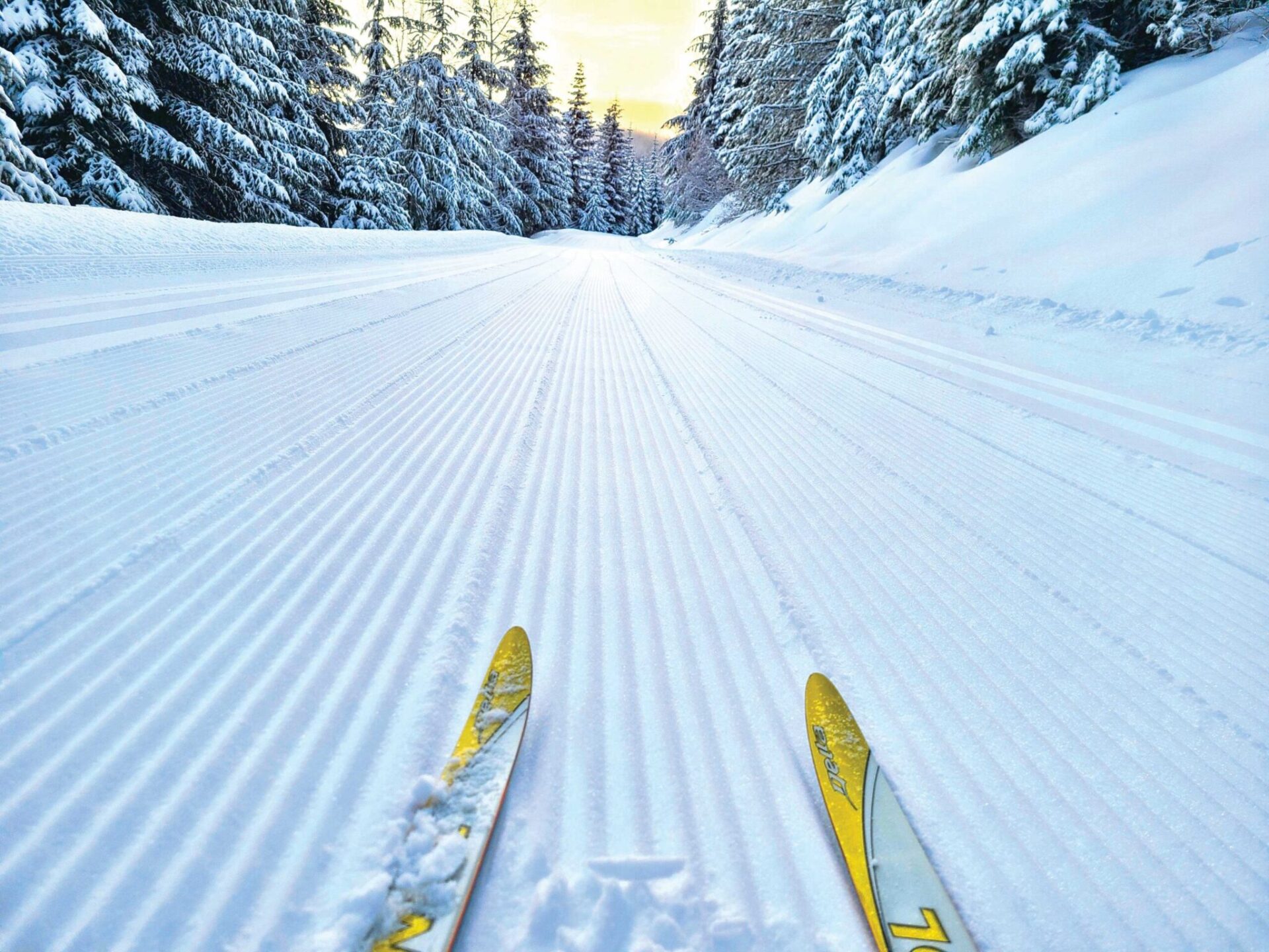 View of cross-country ski tips along snow groomed corduroy trail..