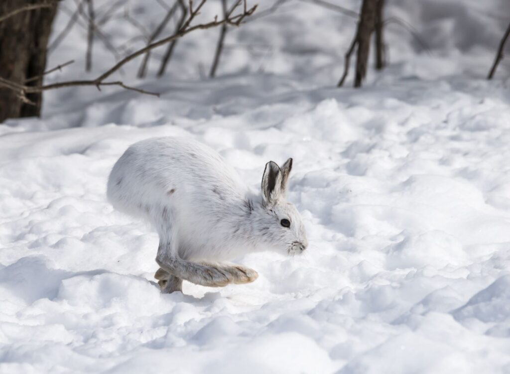 Snowshoe hare hopping in a snowy landscape.