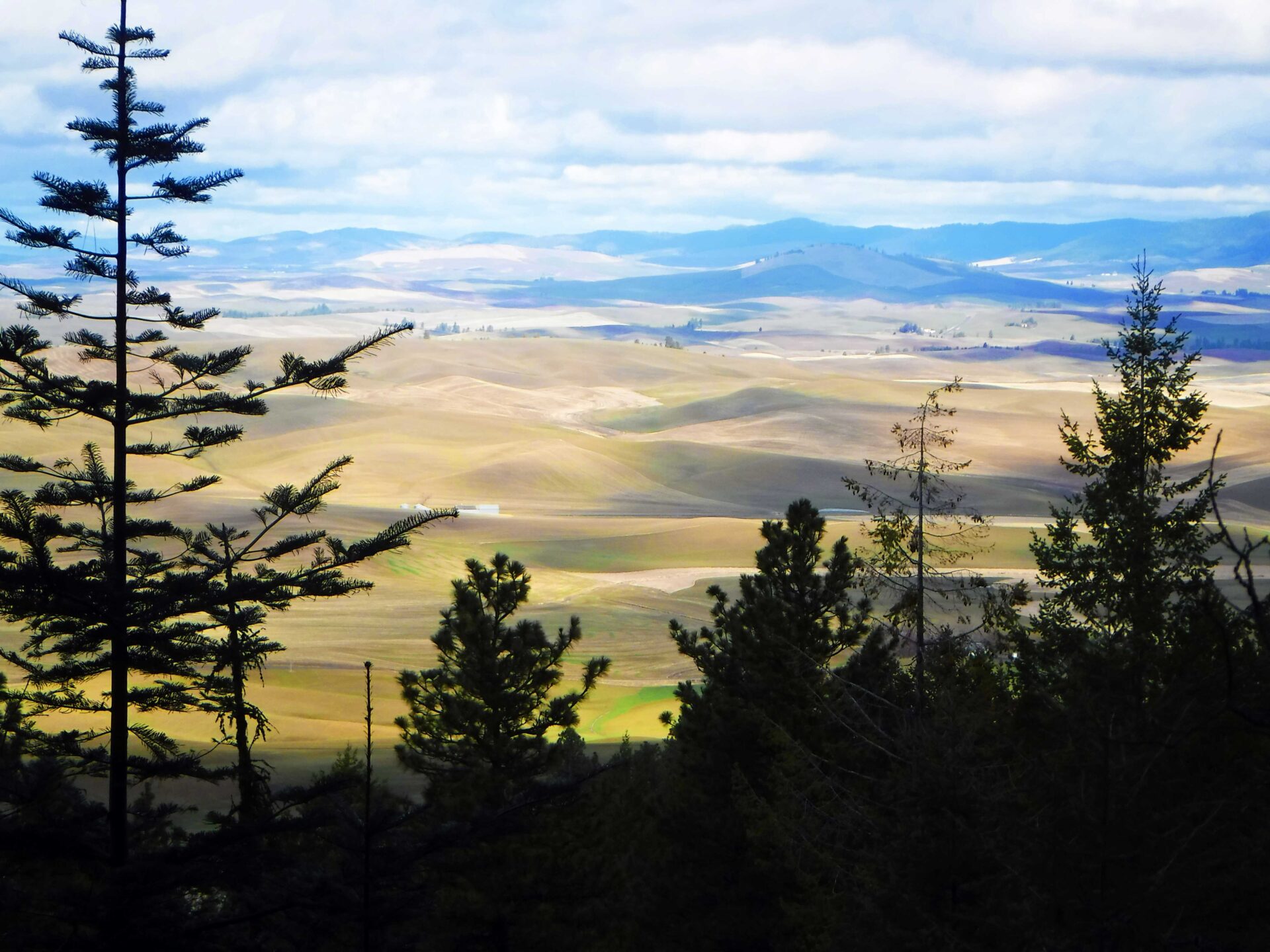 View of rolling green hills of Palouse farmland from the summit from Kamiak Butte.