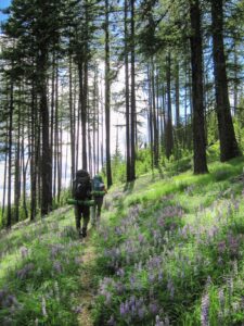 Two backpackers hiking along a forested section of the Kettle Crest Trail, with wildflowers alongside the trail.