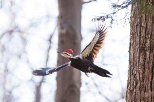 Pileated woodpecker, with its iconic red Mohawk and white striped head, soars among trees.