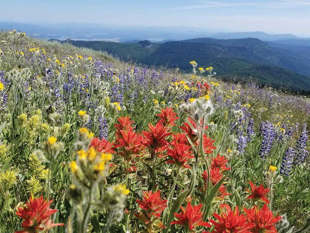 Red, yellow, white, and purple wildflowers on the mountainside of the Pend Oreille River valley in northeast Washington.