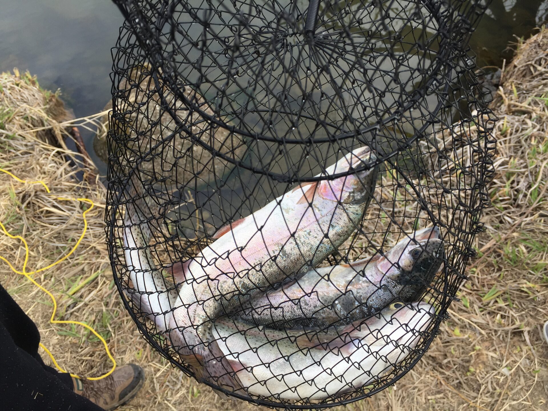 Three rainbow trout in a fishing net.