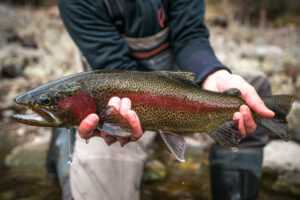 Man holding a redband trout with two hands, one hand under the belly and another at the tail.