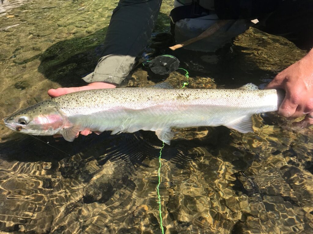 Fly-fisherman holding a wild steelhead in the water.