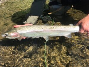 Fly-fisherman holding a wild steelhead in the water.