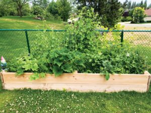 A full garden box--raised bed with green leafy vegetables and vines.