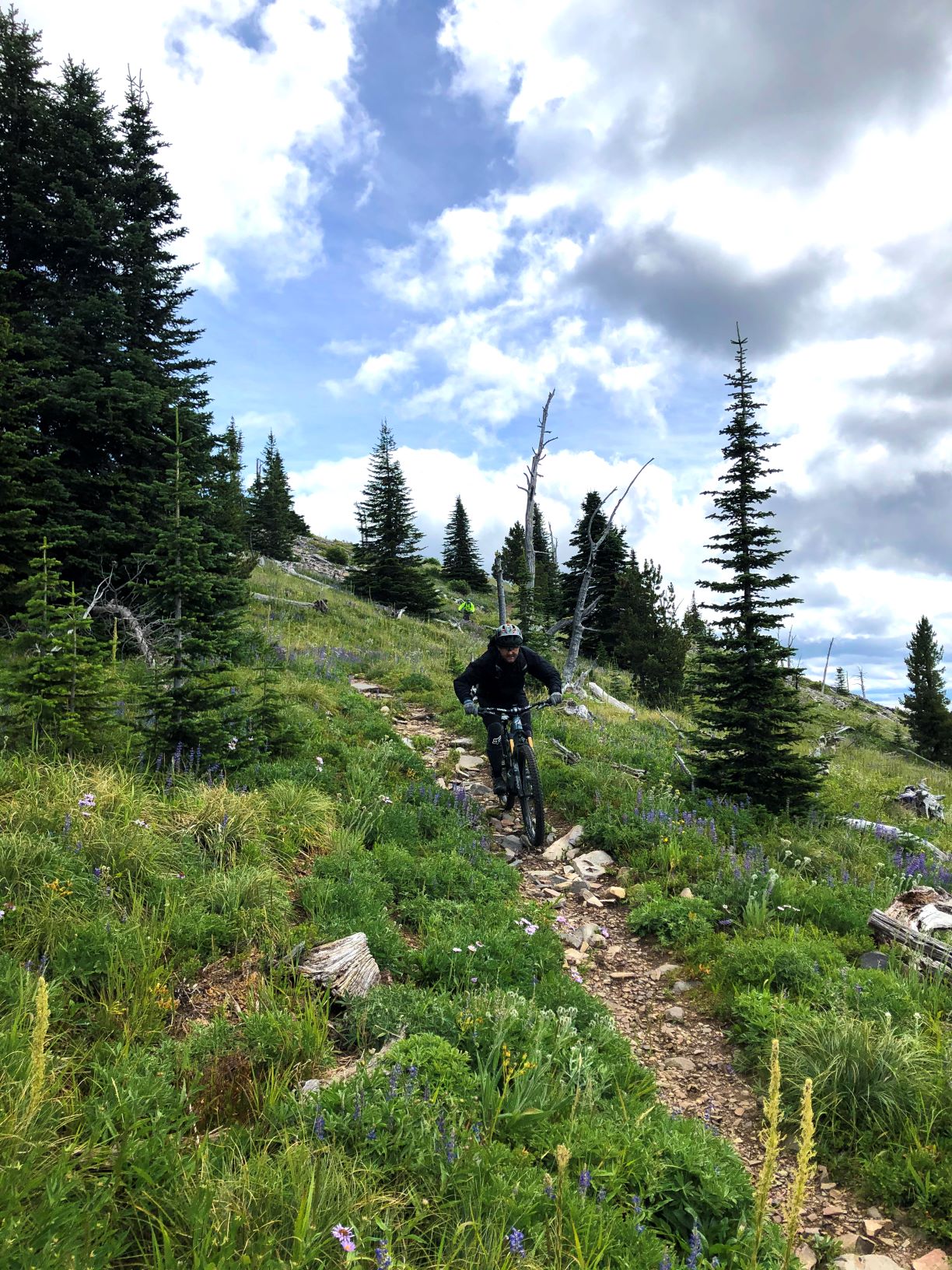 Mountain biking a down a singletrack trail at Abercrombie Mountain, past wildflowers and alpine trees.