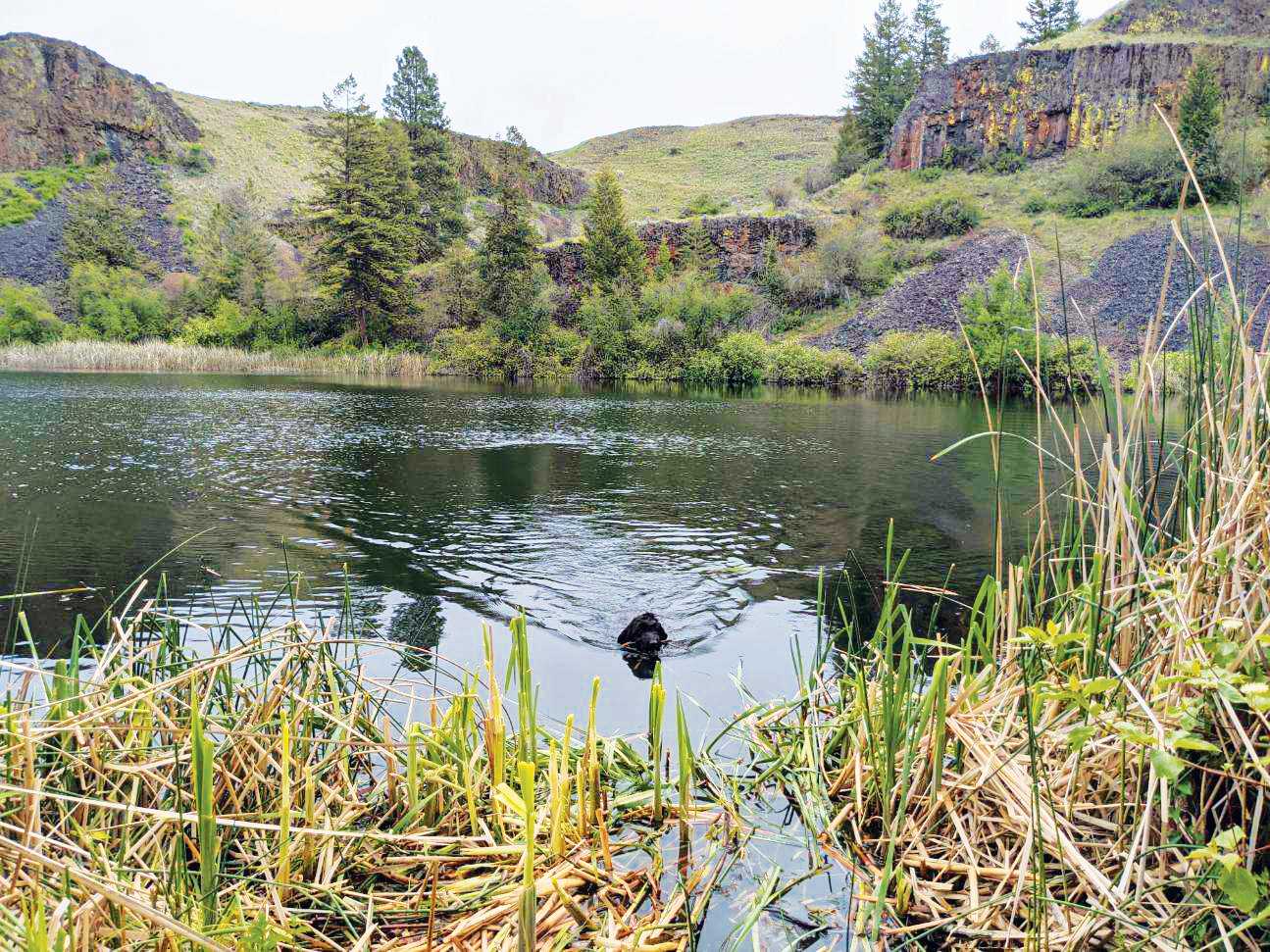 Black lab swimming in Northrup Lake.0