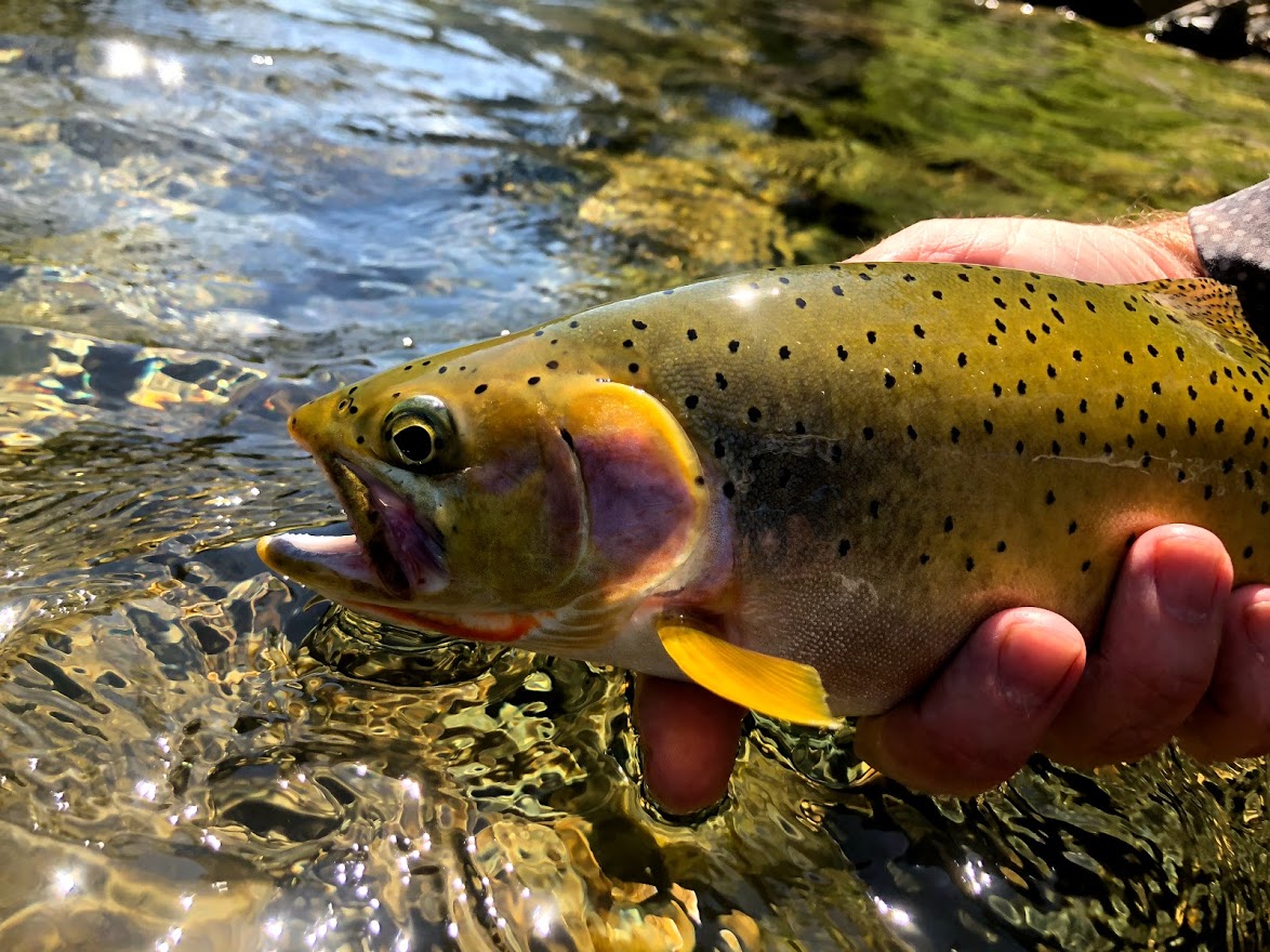 Person holding a cutthroat trout before releasing it back into the St. Joe River.