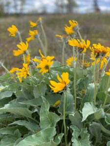 Yellow balsamroot flowers at Riverside State Park.