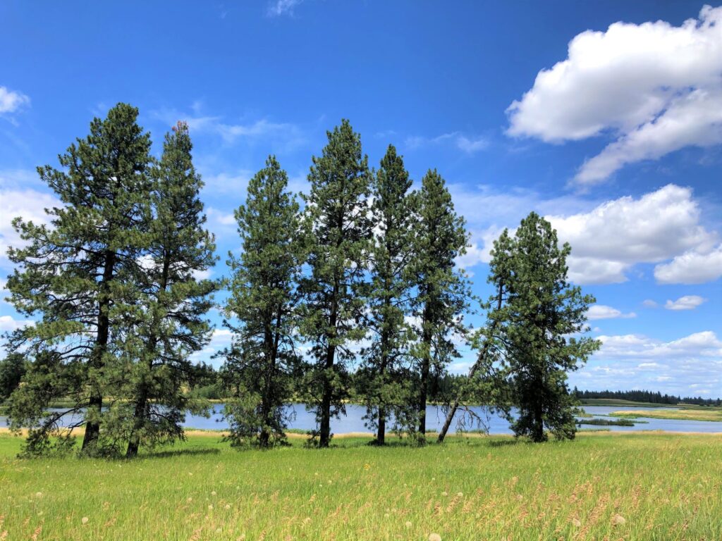 Evergreen trees standing tall between a grassy meadow and lake.