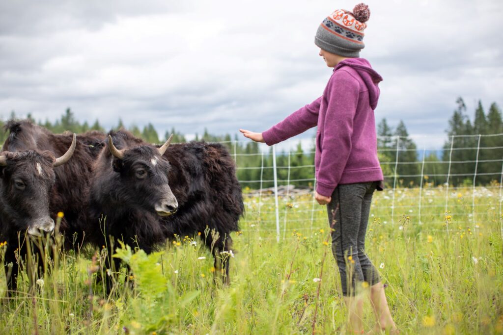 Girl reading out to a yak who is eating weeds at Pine Street Woods.