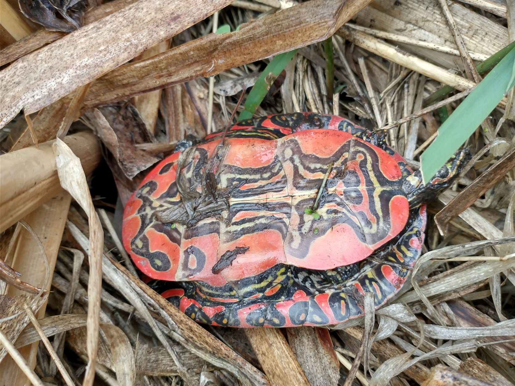 Vibrant red, black, and yellow patterned underside of a painted turtle shell.