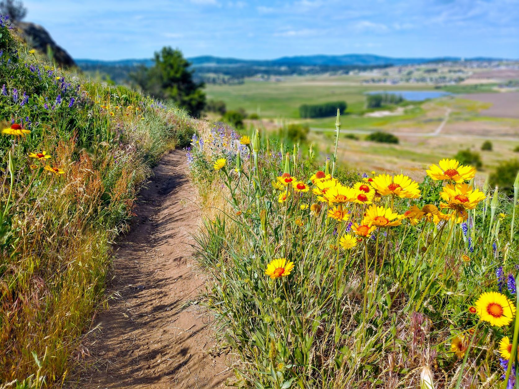 Dirt trail traversing a hillside, with yellow, orange, and purple wildflowers along the sides.