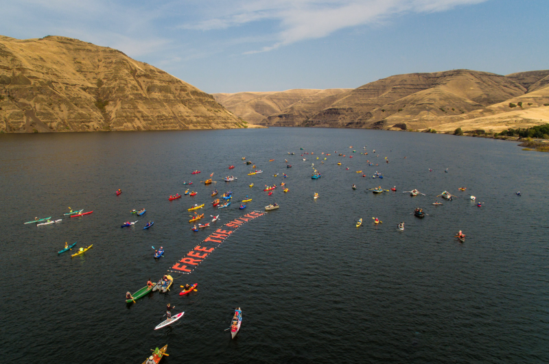 Flotilla of kayakers and other paddlers on the Snake River with a huge floating banner that says "Free the Snake."