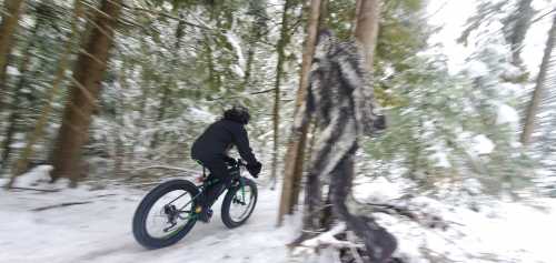 Mountain biker, with a fat tire bike, rides quickly along the snow-covered trail and among trees at Pine Street Woods recreation and natural area.