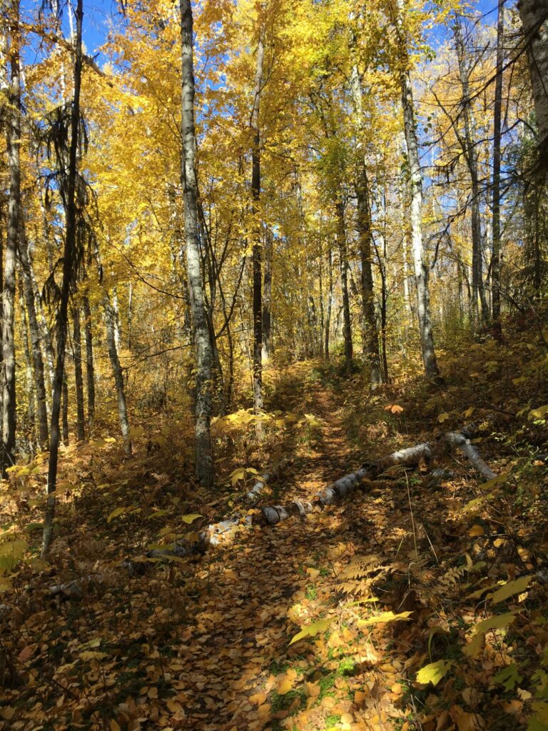 ail during fall, with vibrant yellow leaves on trees.