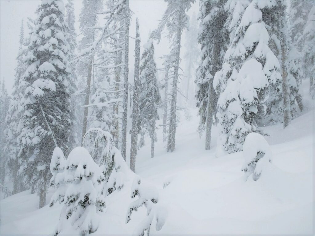 49 Degrees North Mountain Resort snowy treed run.