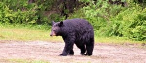 Black bear walking across a clearing in a forest.