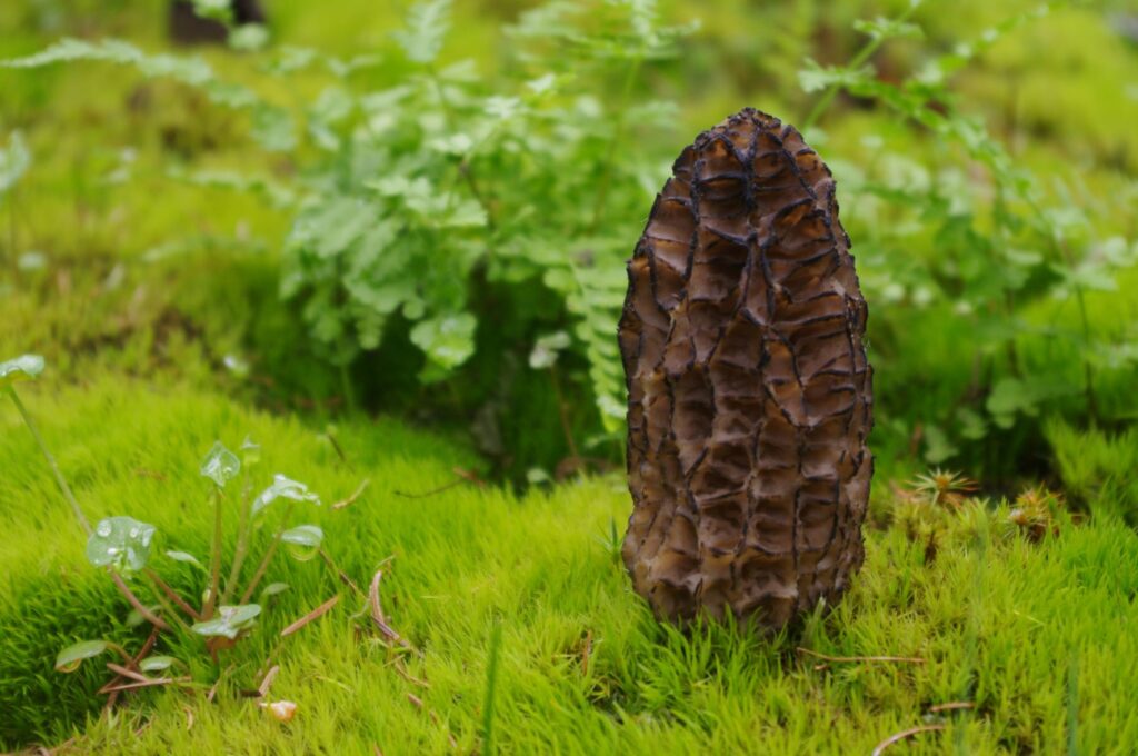 A black morel with a tall cylinder shape, growing up from bright green moss.