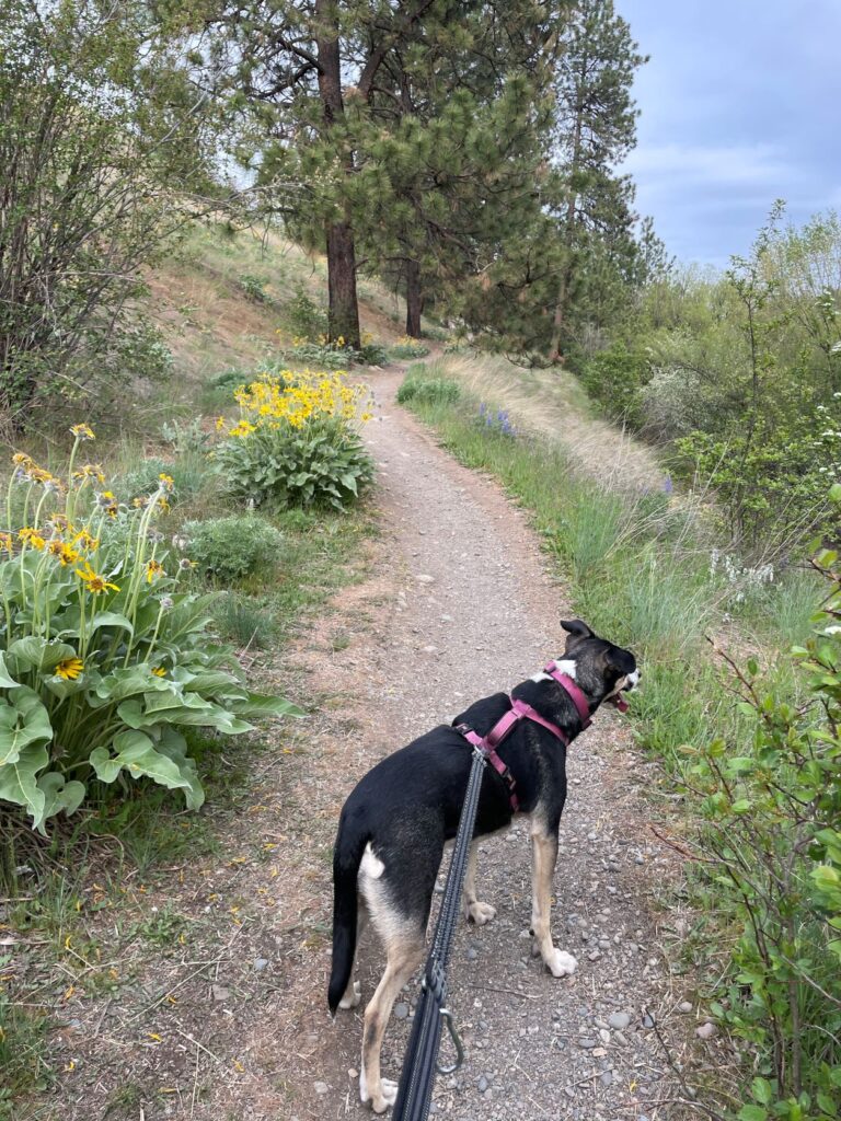 Leashed dog on a trail in front of its owner.