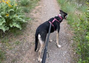 Leashed dog on a trail in front of her owner.