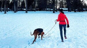 Woman hiking in the snow with her leashed dog, with evergreen trees in the background, blue and sunset-colored sky in the distance and small crescent moon up high.