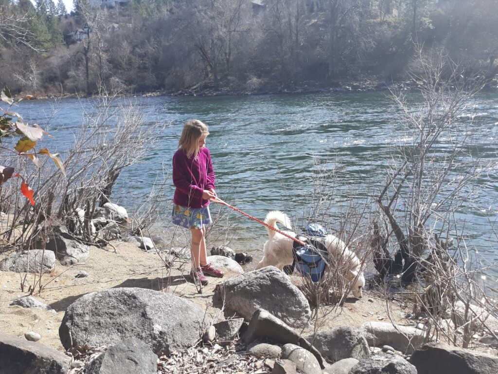 Young girl and her leashed-dog, a white husky wearing a blue dog-backpack, explore the rocky shoreline of the Spokane River during spring.
