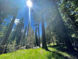 Tall, mature pine trees in the Eagle Camp Wilderness, in Oregon, with sunshine streaming behind them.