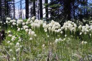 White fluffy flowers on tall beargrass stems at Mountain Spokane State Park.