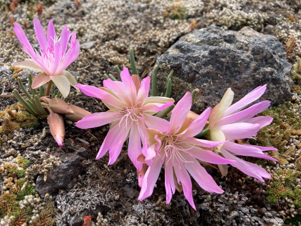 Pink bitterroot blooms along the trail.