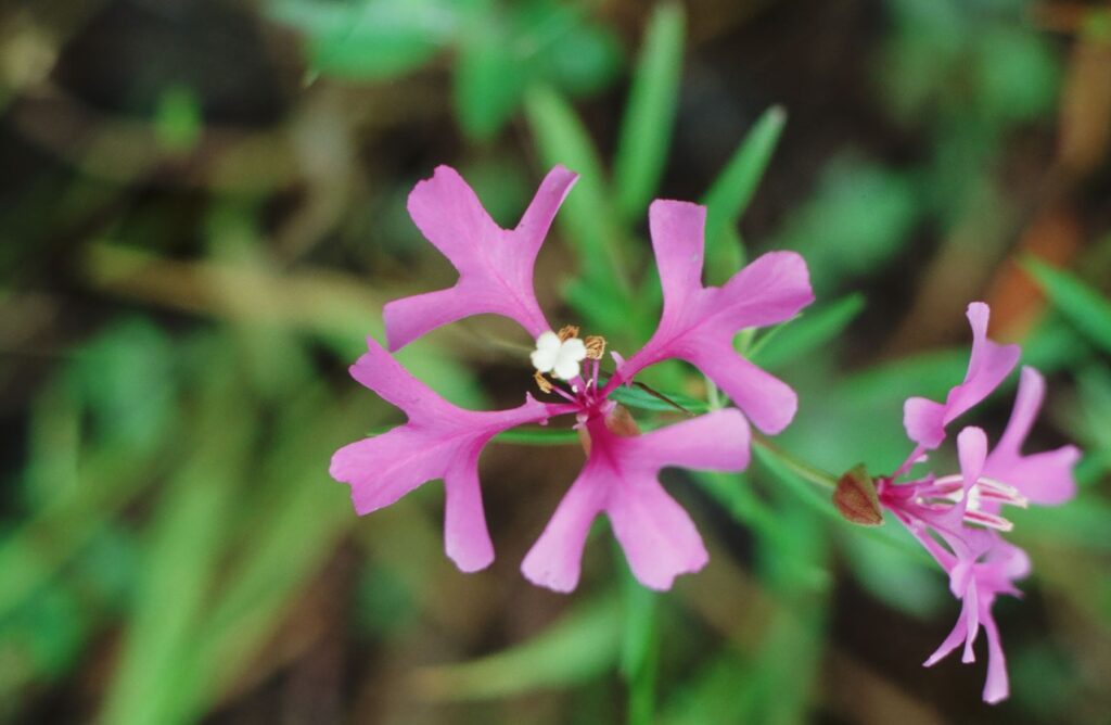 Four pink three-pronged petals of a clarkia wildflower at Iller Creek Conservation Area.