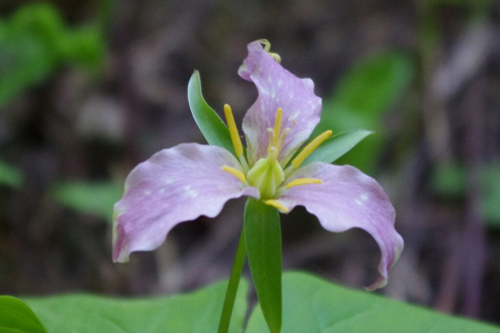 Three light purple petals of a trillium wildflower at Mount Spokane State Park.