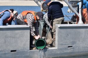 Tribal Fish Biologist Casey Baldwin, wearing a plaid shirt and orange life jacket, releases acustic tagged chinock salmon using a bucket to pour water and fish from a boat.