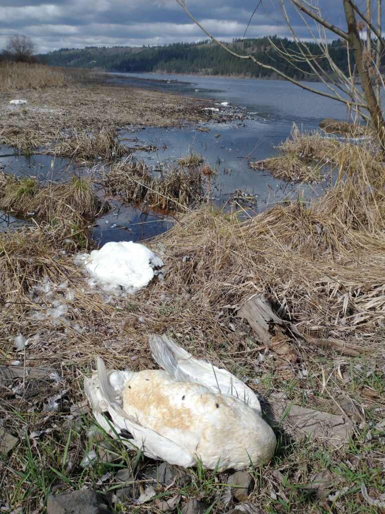Two dead swans on the matted down, brown wild grass at the Harrison Slough, with marshy water in background.