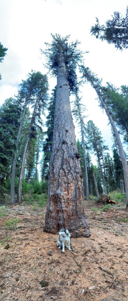 Author's black and white husky dog sitting at the base of a very tall, old-growth larch tree.