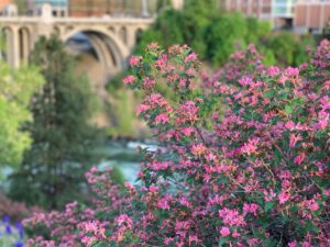 Bush with petite pink flowers with view of the Spokane River and Monroe Street Bridge in the far background.